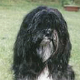 ema_portret.gif(22 kb)